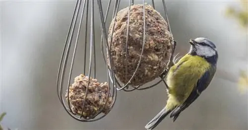 Защита птиц: советы по подкормке зимой