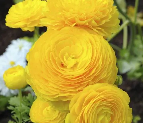 ранункулюс