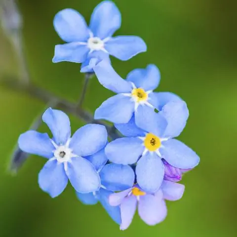 не забывай меня