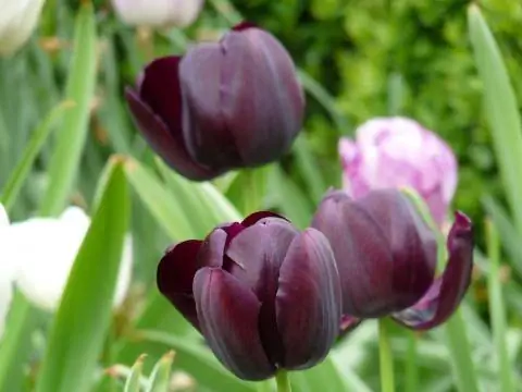 Черный тюльпан