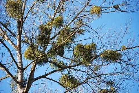 омела на дереве