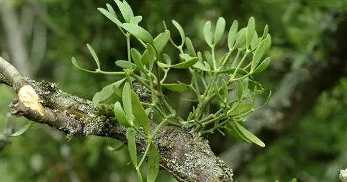 Омела: Таинственный обитатель дерева