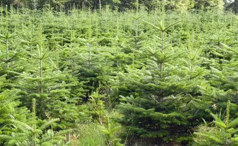 Плантация елки