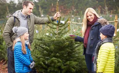 купить елку