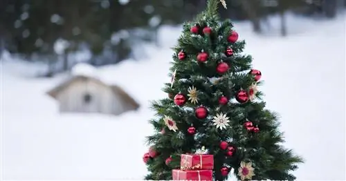 10 интересных фактов о новогодней елке