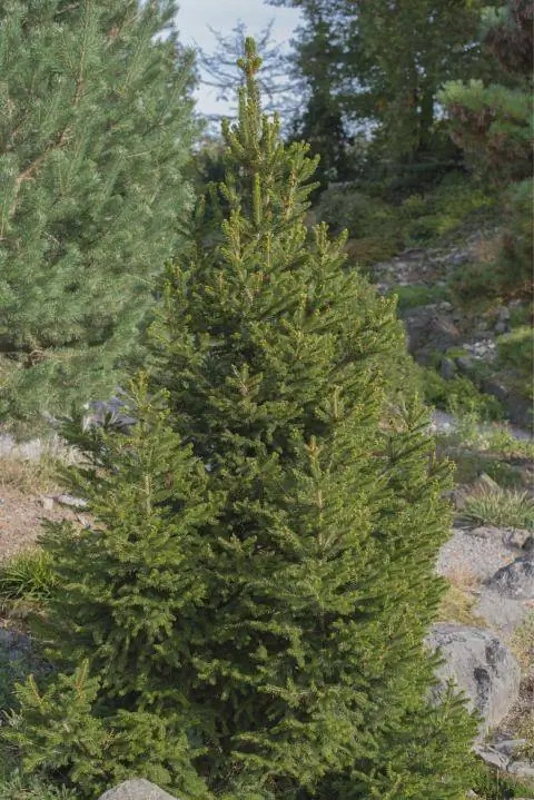 ель обыкновенная