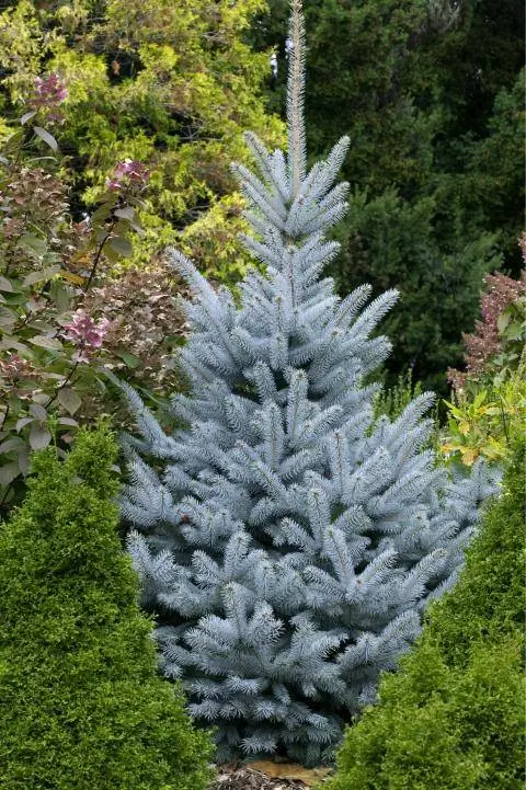 голубая ель