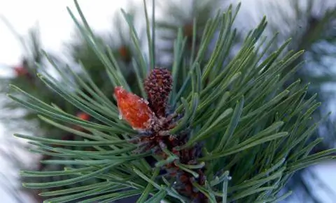 Сосновая хвоя