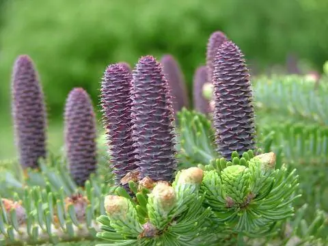 корейская пихта