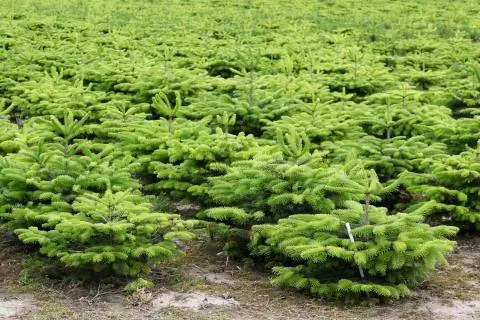 Пихты Нордмана на плантации