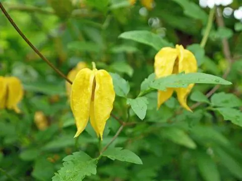 Клематис тангутский