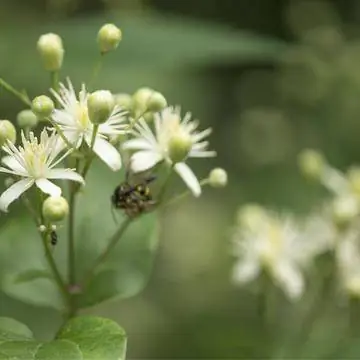Обыкновенный клематис