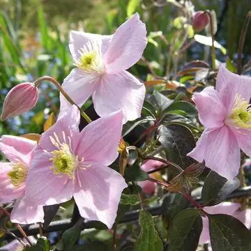 Клематис Монтана Рубенс