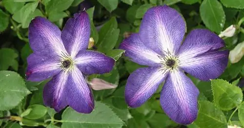 Клематисы: самые красивые дикорастущие формы