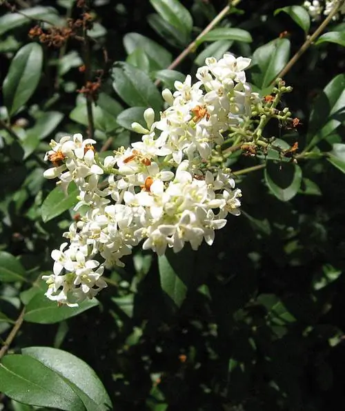 Ligustrum vulgare цветущее древесное растение