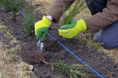 Черенки перчаток для посадки живой изгороди