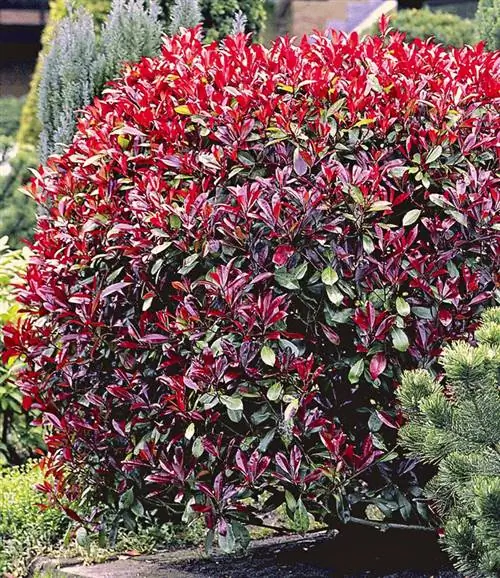 Живая изгородь Photonia Red Robin