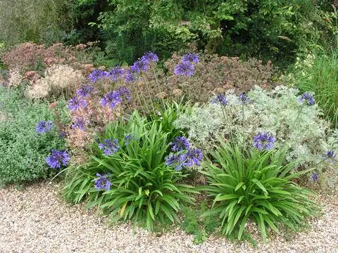 Африканские лилии на клумбе