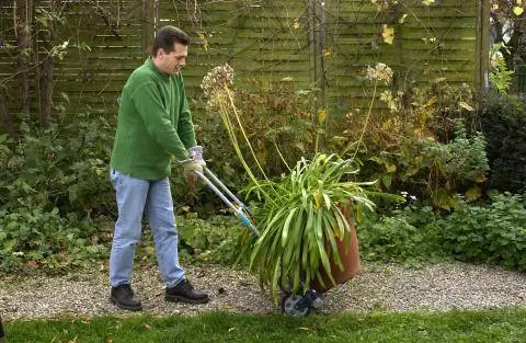 Зимний агапантус