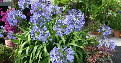 Зимовка агапантуса: лучшие советы