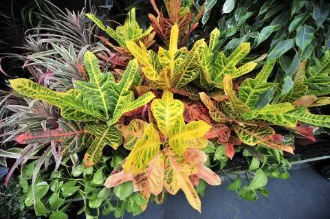 красочные лиственные растения желто-зеленые