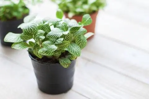 мозаичное растение