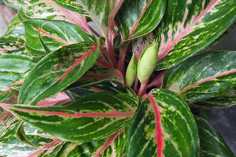 пестролистный корень