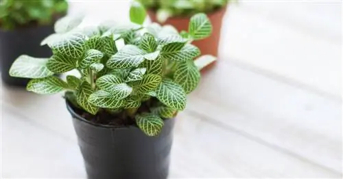 Декоративно-лиственные растения для дома