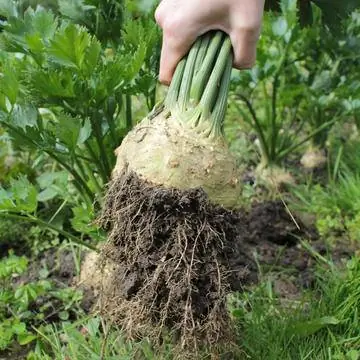 Урожай сельдерея