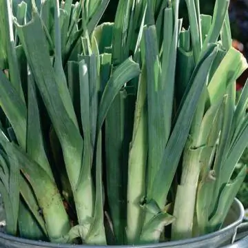 лук-порей в ведре