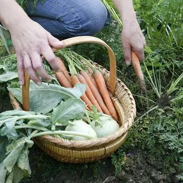 Овощной урожай