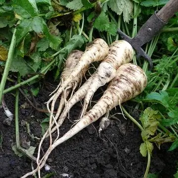 Урожай пастернака