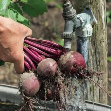 Свекла помыть