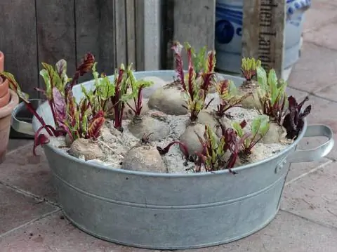 клубни на песчаной подушке