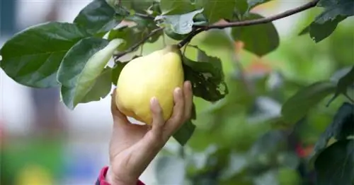 Айва: советы по заготовке и переработке