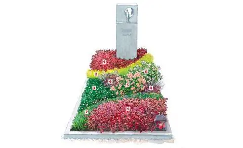 Посадка барбариса в могилу
