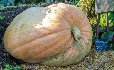 Гигантская тыква «Атлантический великан»