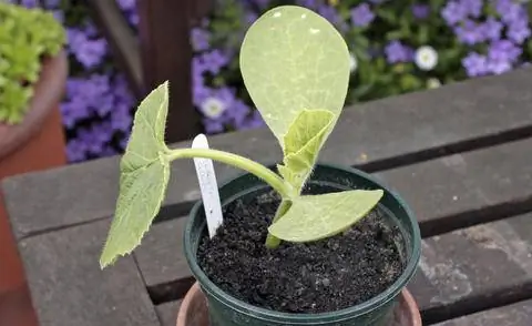 Рассада гигантской тыквы