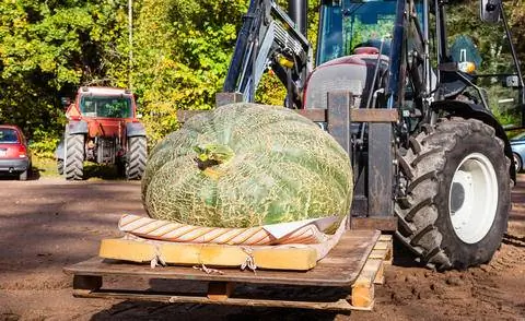 Перевозка гигантской тыквы