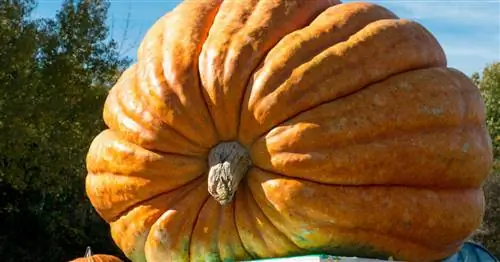 Выращивание гигантских тыкв: хитрости огородников-рекордсменов