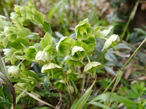 Морозник вонючий Helleborus foetidus