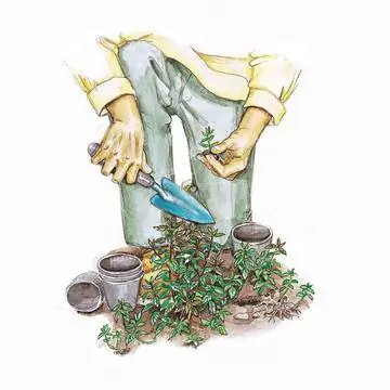 Поделиться перечной мятой