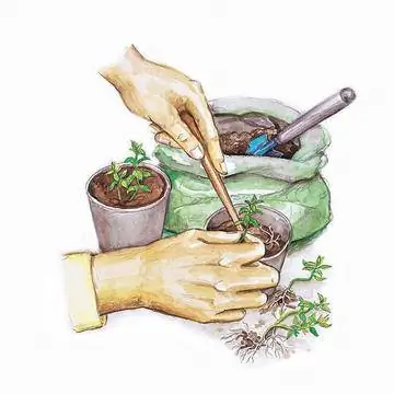 Горшечная мята