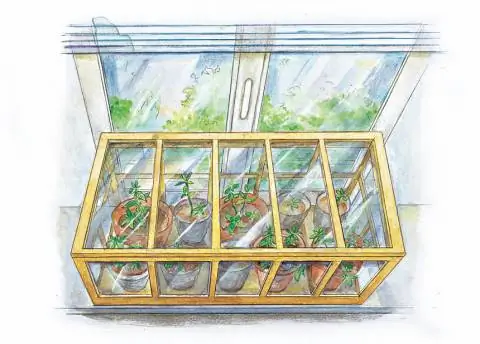 Мята под стеклом