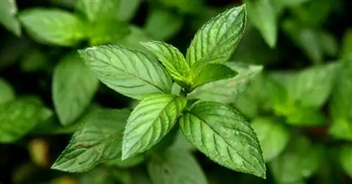 Умножение мяты: это так просто