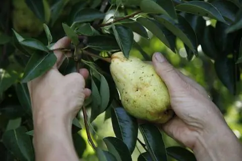 урожай груш