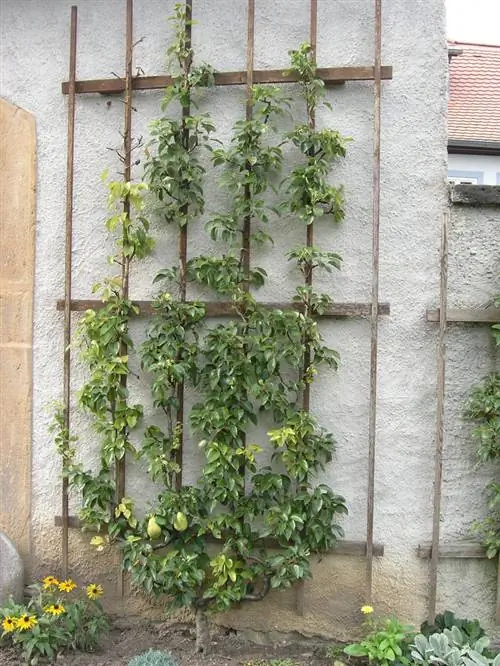 Грушевое дерево на шпалере