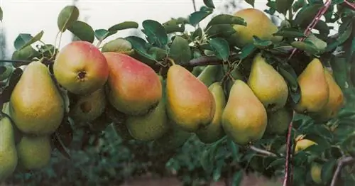 Сорта груш для небольших садов