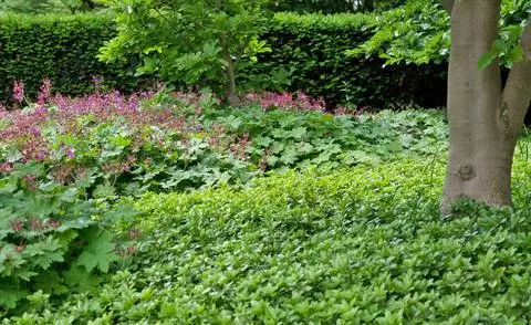 Посадка в грунт толстянкой (пахисандрой)