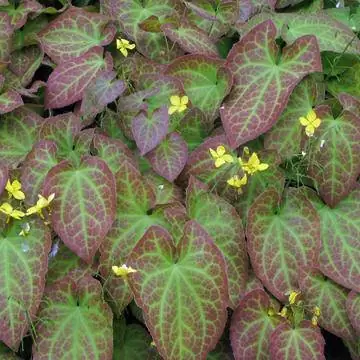 Эпимедиум цветка эльфа